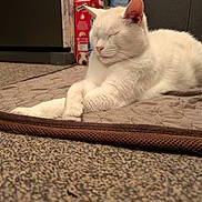 Jinxi is registered to the contest to win money with this photo: cat, white_cat, sleeping, indoor, carpet, mat, relaxed, pet, fur, whiskers, animal, cozy, quiet, resting, close_up, domestic, cute, feline, calm, home