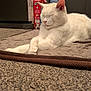 animal, calm, carpet, cat, close_up, cozy, cute, domestic, feline, fur, home, indoor, mat, pet, quiet, relaxed, resting, sleeping, whiskers, white_cat
