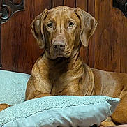 Kiara is registered to the contest to win money with this photo: animal, bed, brown_dog, calm, canine, companion, cozy, dog, domestic, ears, fur, indoor, lying_down, pet, pillow, portrait, relaxed, resting, snout, wooden_background