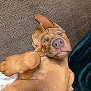 Kiara joined the competition — help win amazing prizes! animal, blanket, brown_dog, canine, closeup, companion, couch, cozy, dog, domestic, ears, fur, indoor, nose, paw, pet, relaxed, resting, sleeping, snout