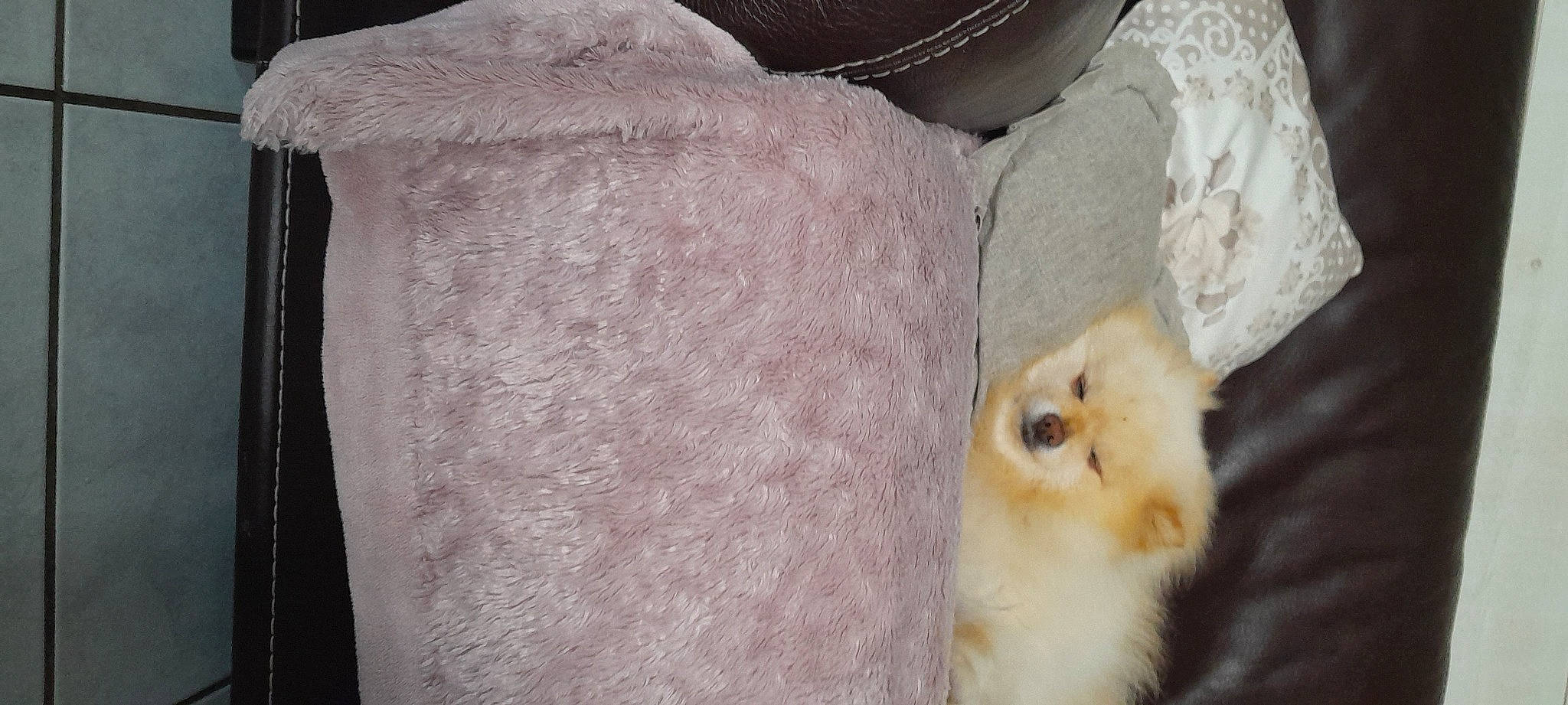 Enzo participe au concours pour gagner de l'argent avec cette photo : barn_owl, beak, bird, carnivore, chicken, cockatoo, comfort, fawn, feather, felidae, fur, linens, parrot, sleeve, small_to_medium_sized_cats, snout, tail, whiskers, wood, wool