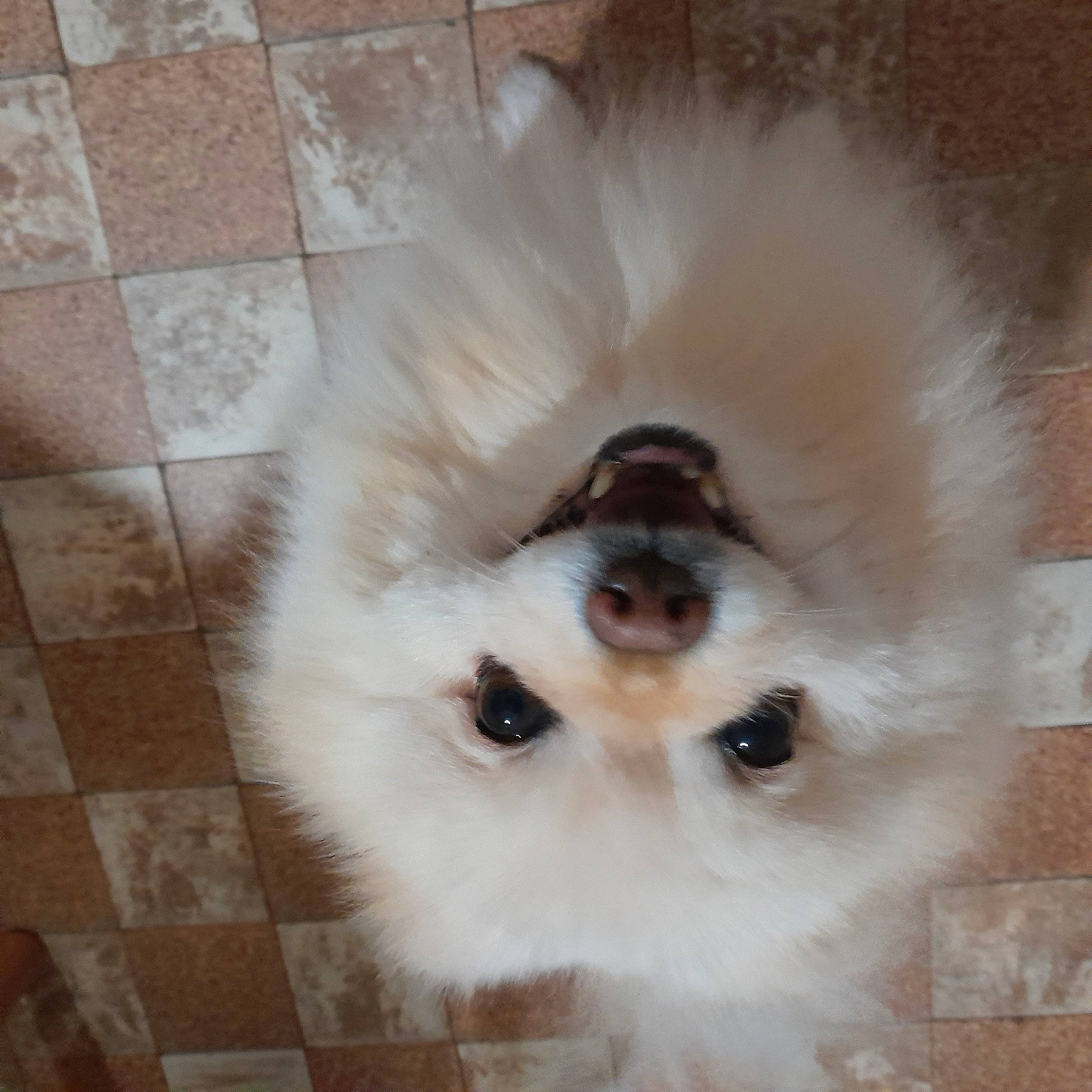 Enzo participe au concours pour gagner de l'argent avec cette photo : canidae, carnivore, companion_dog, dog, dog_breed, fawn, flooring, fur, german_spitz_klein, german_spitz_mittel, japanese_spitz, pet_supply, snout, spitz, sporting_group, tile_flooring, toy_dog, volpino_italiano, whiskers, working_animal