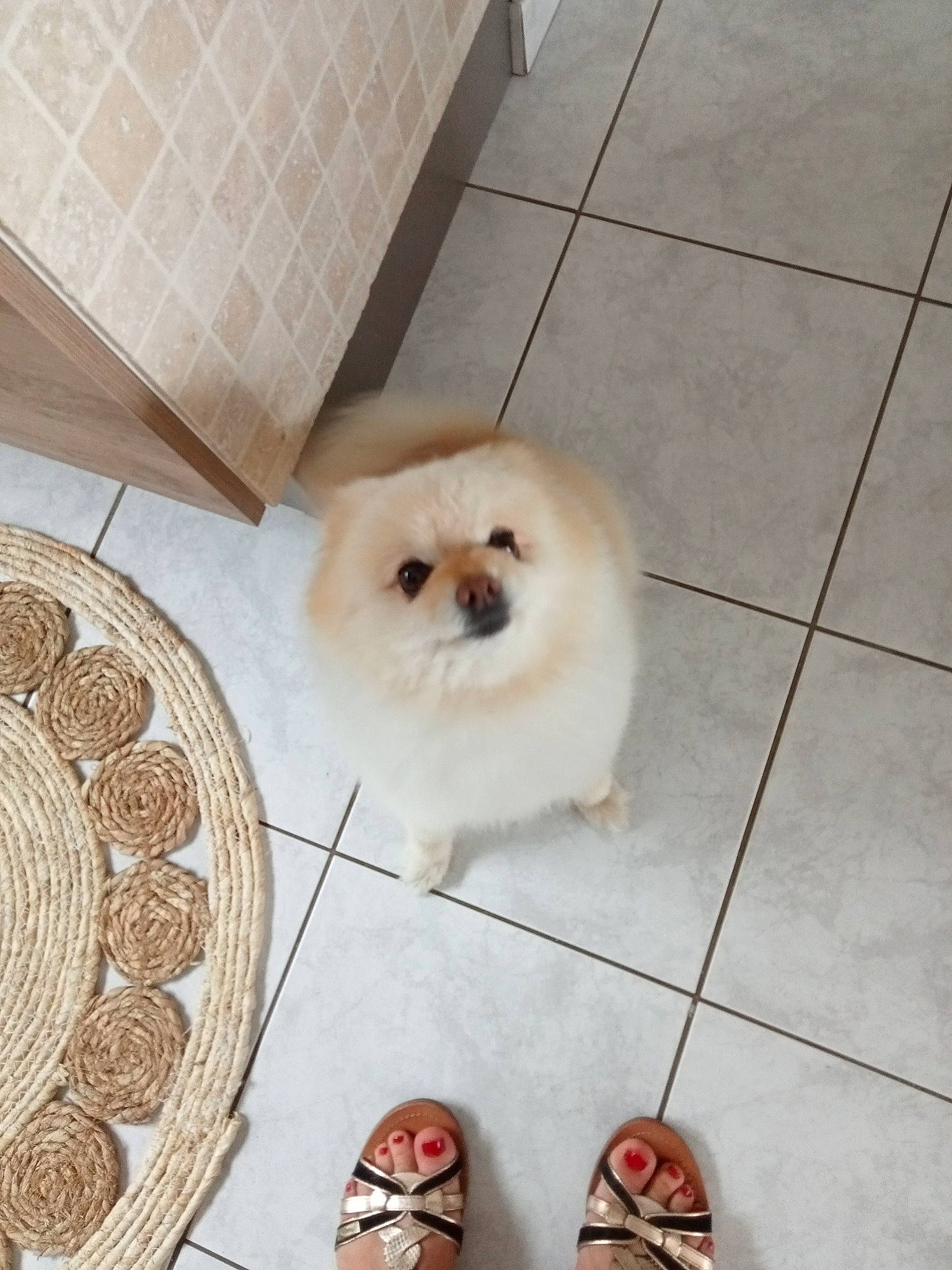 Enzo participe au concours pour gagner de l'argent avec cette photo : canidae, carnivore, companion_dog, dog, dog_breed, fawn, floor, flooring, foot, fur, hardwood, shih_tzu, snout, spitz, sporting_group, tail, toy_dog, white, wood, working_animal