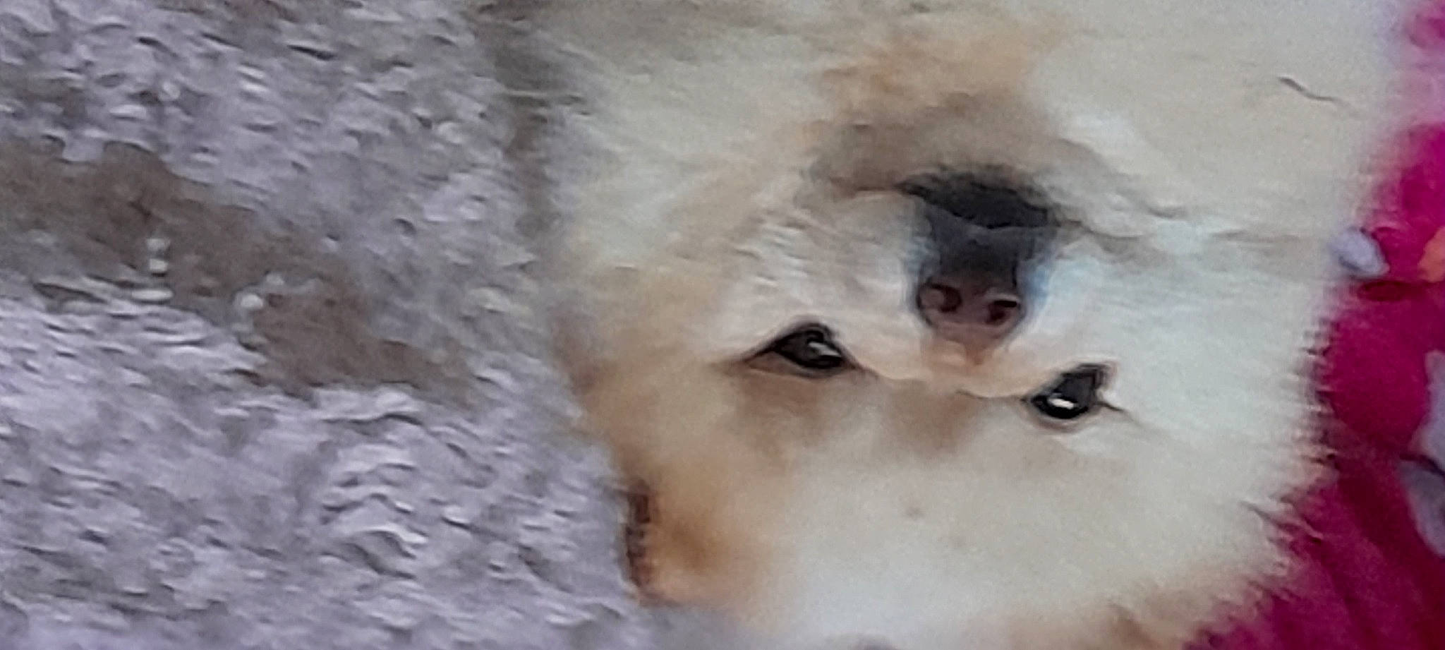 Enzo participe au concours pour gagner de l'argent avec cette photo : art, canidae, carnivore, companion_dog, dog_breed, eyelash, foam, fur, macaque, non_sporting_group, primate, sporting_group, terrestrial_animal, whiskers, working_animal