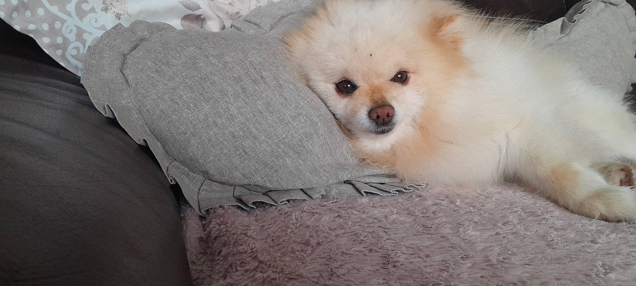 Enzo participe au concours pour gagner de l'argent avec cette photo : canidae, carnivore, companion_dog, dog, dog_breed, eye, fawn, fur, german_spitz, german_spitz_klein, german_spitz_mittel, maltepoo, snout, spitz, sporting_group, terrestrial_animal, toy_dog, volpino_italiano, whiskers, working_animal