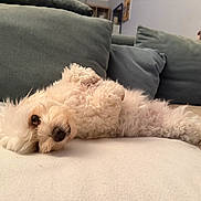 Alana participe au concours pour gagner de l'argent avec cette photo : dog, small_dog, white_dog, curly_fur, fluffy, lying_down, upside_down, belly_up, relaxed, sleepy, adorable, pet, animal, couch, sofa, cushions, indoor, living_room, portrait, close_up