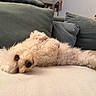 dog, small_dog, white_dog, curly_fur, fluffy, lying_down, upside_down, belly_up, relaxed, sleepy, adorable, pet, animal, couch, sofa, cushions, indoor, living_room, portrait, close_up