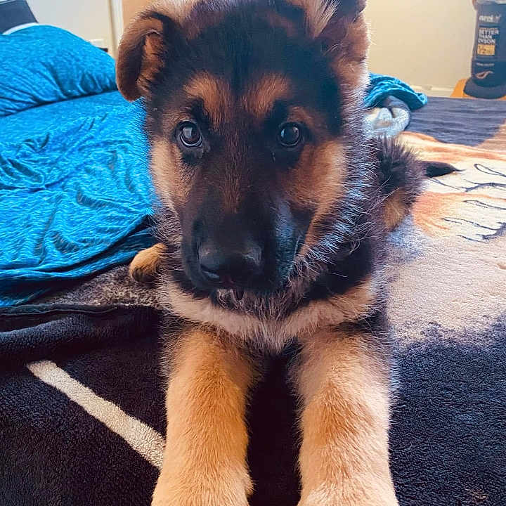 Bear Boy is registered to the contest to win money with this photo: animal, ball, bed, bedroom, blanket, canine, dog, furniture, germanshepherd, husky, indoors, interiordesign, person, pet, puppy, room, snout, sport, tennis, tennisball