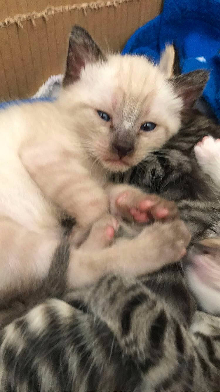 Gimli a rejoint le concours — aidez-le/la à gagner de superbes lots ! birman, carnivore, cat, cat_supply, claw, comfort, domestic_short_haired_cat, eye, fawn, felidae, fur, iris, paw, ragdoll, small_to_medium_sized_cats, snout, tail, terrestrial_animal, thai, whiskers