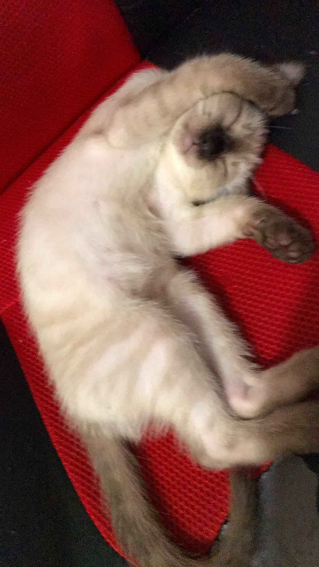 Gimli participe au concours pour gagner de l'argent avec cette photo : balinese, canidae, carnivore, cat, claw, comfort, companion_dog, dog_breed, fang, fawn, felidae, fur, nap, paw, small_to_medium_sized_cats, snout, sporting_group, tail, terrestrial_animal, whiskers