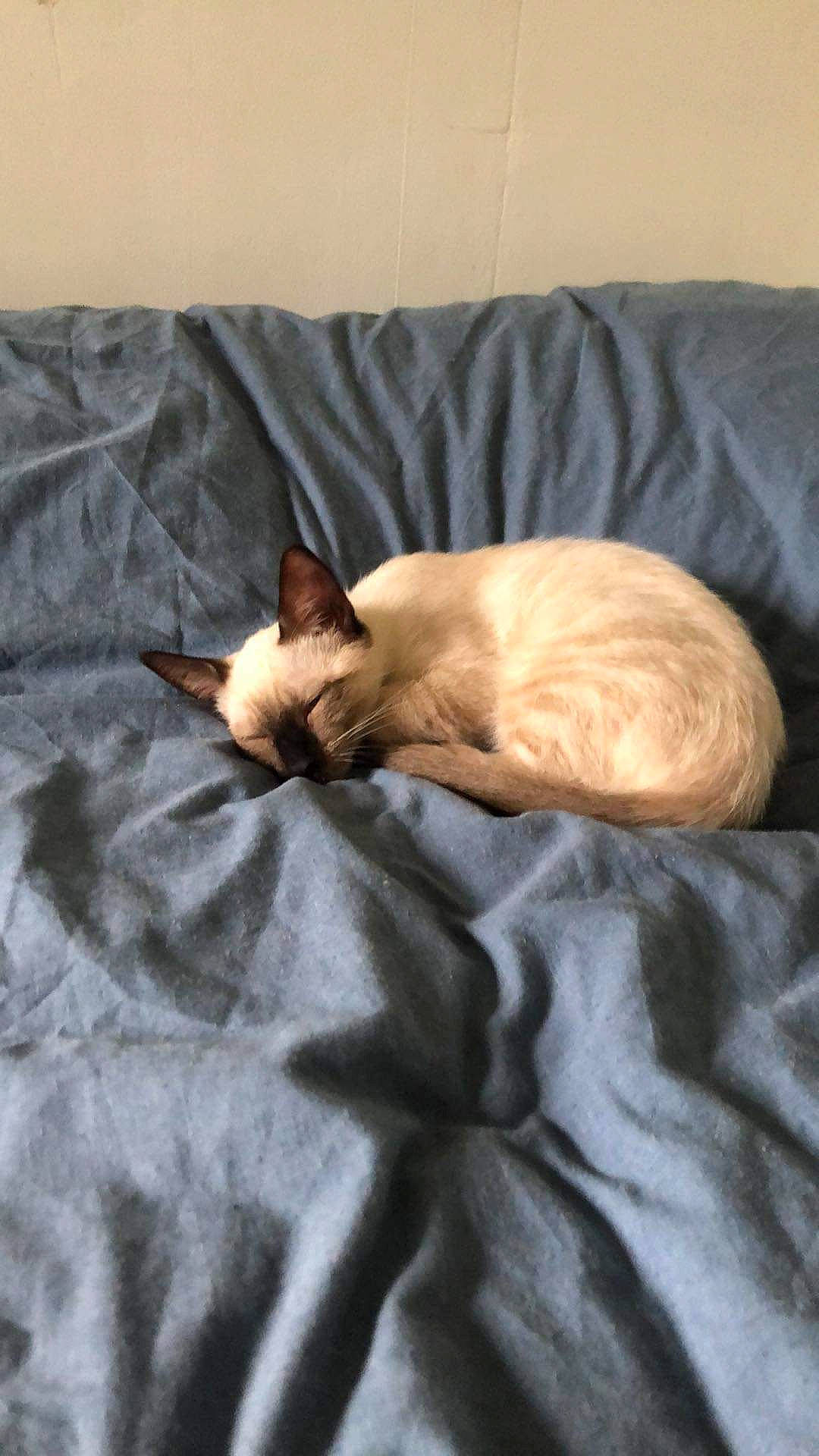 Gimli a rejoint le concours — aidez-le/la à gagner de superbes lots ! bed, bed_sheet, bedding, brown, carnivore, cat, comfort, fawn, felidae, fur, linens, nap, room, siamese, small_to_medium_sized_cats, tail, terrestrial_animal, tree, whiskers, wood
