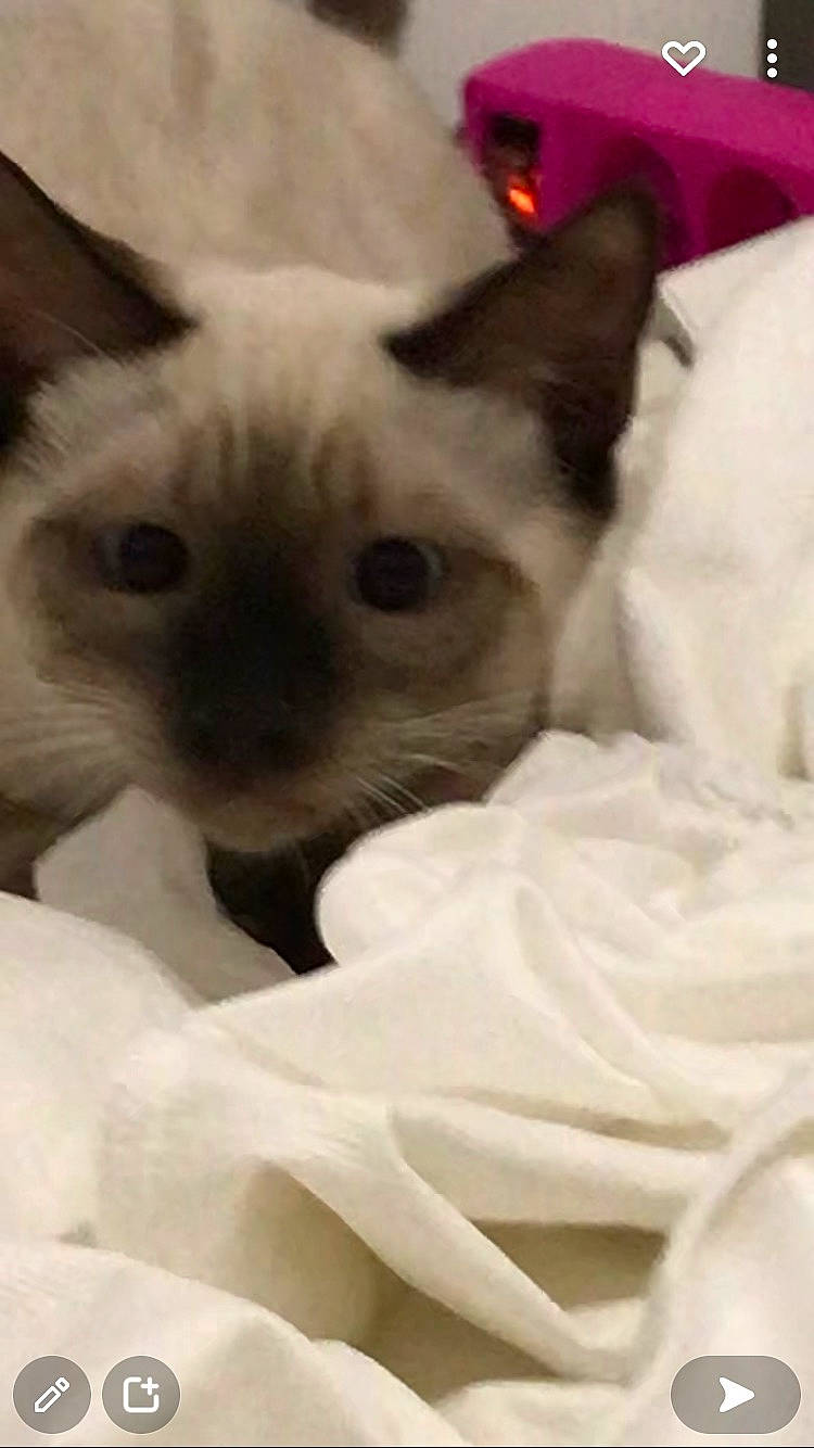 Gimli participe au concours pour gagner de l'argent avec cette photo : balinese, birman, carnivore, cat, comfort, domestic_short_haired_cat, ear, eye, eyelash, fawn, felidae, fur, head, siamese, small_to_medium_sized_cats, snout, terrestrial_animal, thai, whiskers, working_animal