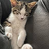 animal, cat, closeup, cozy, cute, feline, fur, indoor, kitten, leather, paw, pet, relaxed, resting, sleeping, soft, tabby, texture, whiskers, young