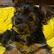 Nahla May is registered to the contest to win money with this photo: adorable, animal, canine, close_up, curly_fur, cute, dog, domestic_animal, fluffy, fur, head_tilt, indoor, pet, portrait, puppy, resting, small_dog, soft_lighting, yellow_blanket, young_dog