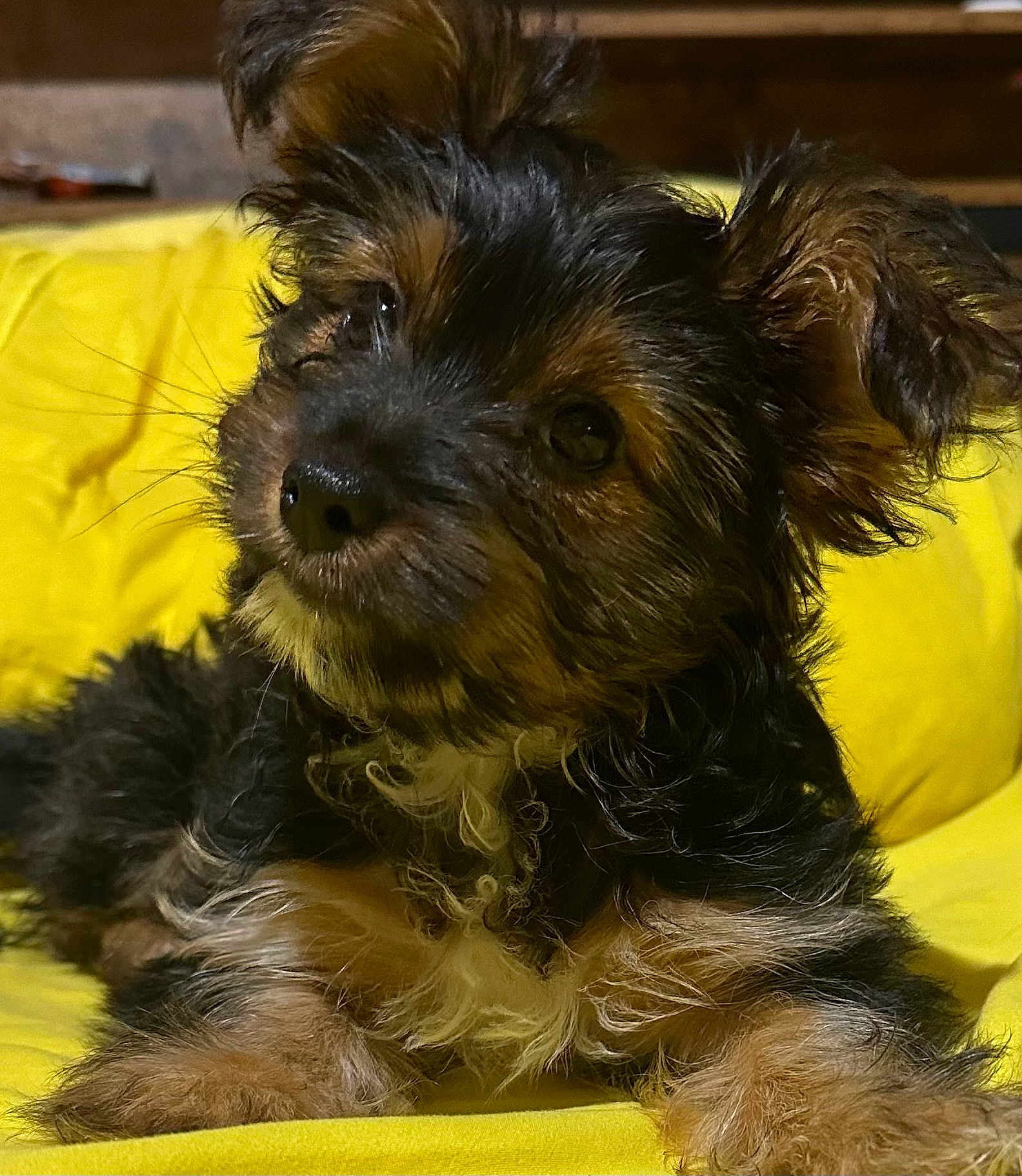 Nahla May is registered to the contest to win money with this photo: adorable, animal, canine, close_up, curly_fur, cute, dog, domestic_animal, fluffy, fur, head_tilt, indoor, pet, portrait, puppy, resting, small_dog, soft_lighting, yellow_blanket, young_dog