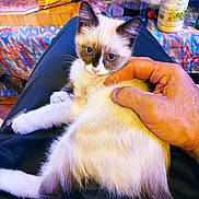 Nouppy a rejoint le concours — aidez-le/la à gagner de superbes lots ! blue_eyes, cat, coca_cola_bottle, colorful, cutting_board, domestic_animal, drink_bottle, food_package, fur, hand, indoor, kitchen, kitten, knife, lap, person, petting, relaxation, resting, tablecloth
