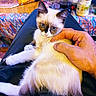 blue_eyes, cat, coca_cola_bottle, colorful, cutting_board, domestic_animal, drink_bottle, food_package, fur, hand, indoor, kitchen, kitten, knife, lap, person, petting, relaxation, resting, tablecloth
