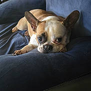 Apple joined the competition — help win amazing prizes! animal, black, brown, canine, companion, couch, dog, ears, french_bulldog, fur, household, indoor, laying, looking, paw, pet, relaxed, resting, snout, white