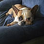 animal, black, brown, canine, companion, couch, dog, ears, french_bulldog, fur, household, indoor, laying, looking, paw, pet, relaxed, resting, snout, white