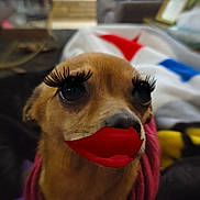 Bella is registered to the contest to win money with this photo: dog, pet, indoor, face, eyelashes, red_lips, sweater, close_up, cute, animal, cozy, blanket, couch, fur, expression, small_dog, home, portrait, funny, decor