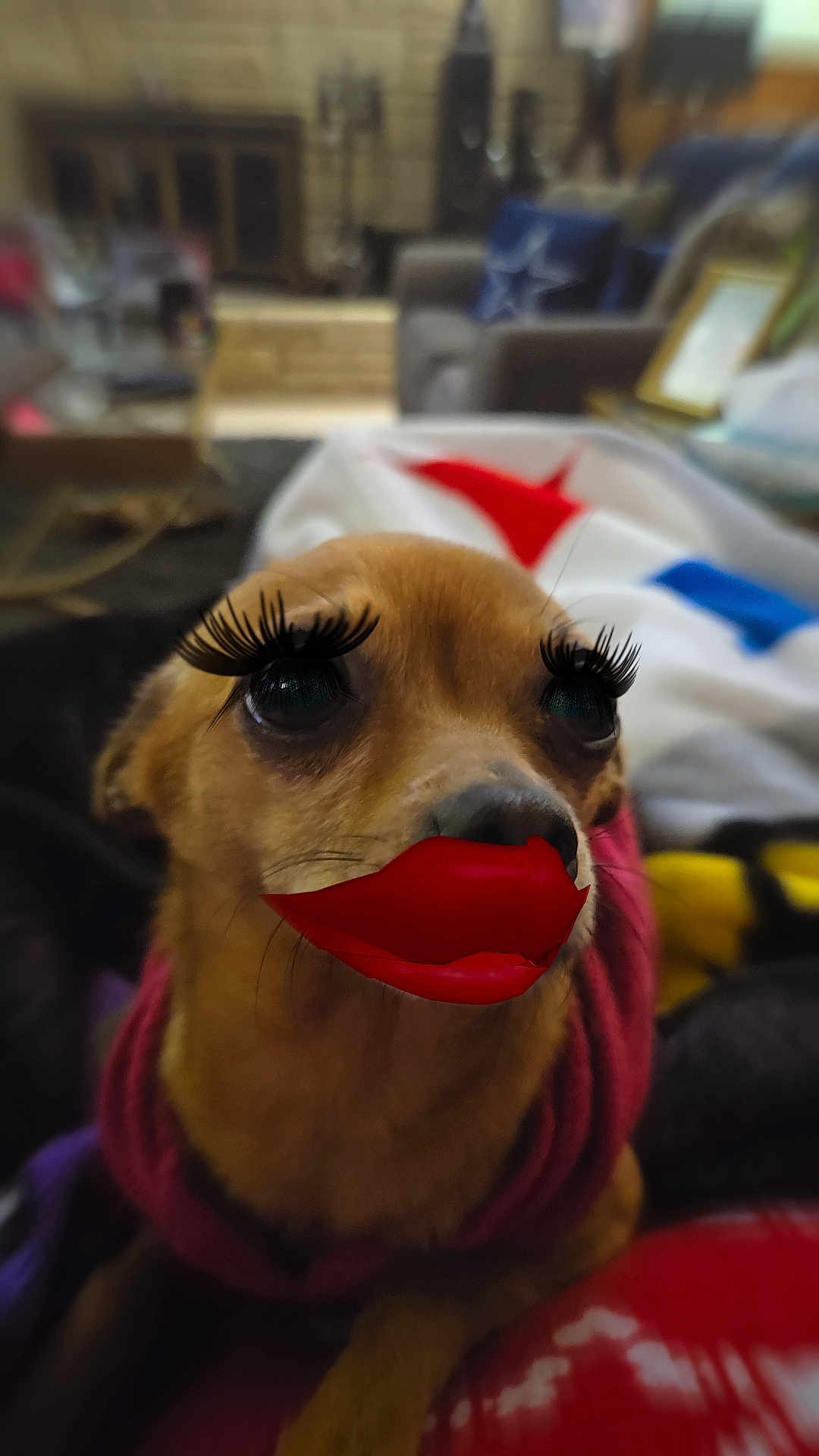 Bella is registered to the contest to win money with this photo: dog, pet, indoor, face, eyelashes, red_lips, sweater, close_up, cute, animal, cozy, blanket, couch, fur, expression, small_dog, home, portrait, funny, decor
