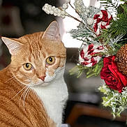 Tigger is registered to the contest to win money with this photo: cat, orange_tabby, pet, animal, face, whiskers, eyes, fur, holiday_decor, pinecone, rose, candy_cane, greenery, closeup, indoor, blurred_background, festive, christmas, nature, plant