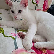 Louis joined the competition — help win amazing prizes! white_cat, cat, pet, animal, indoor, bed, floral_bedspread, relaxed, cute, feline, pink_ears, paw, lying_down, close_up, domestic_cat, soft_fur, resting, comfort, home, curious