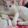 white_cat, cat, pet, animal, indoor, bed, floral_bedspread, relaxed, cute, feline, pink_ears, paw, lying_down, close_up, domestic_cat, soft_fur, resting, comfort, home, curious