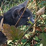 Aska a rejoint le concours — aidez-le/la à gagner de superbes lots ! branches, cat, close_up, curiosity, feline, fence, foliage, fur, gray_cat, green_background, harness, ivy, leaves, nature, outdoors, portrait, side_profile, stalking, whiskers, yellow_eyes