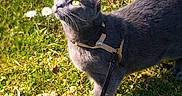 Aska participe au concours pour gagner de l'argent avec cette photo : cat, close_up, curious, daisy, feline, grass, greenery, grey_cat, harness, leash, looking_up, meadow, nature, outdoor, paws, pet, portrait, sunlight, whiskers, yellow_eyes