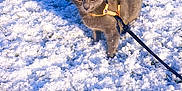 Aska participe au concours pour gagner de l'argent avec cette photo : cat, gray_cat, yellow_eyes, harness, leash, snow, winter, outdoors, pet, whiskers, paws, fur, shadow, grass_peeking, close_up, portrait, curious, domestic_cat, cold, walking
