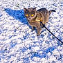 cat, gray_cat, yellow_eyes, harness, leash, snow, winter, outdoors, pet, whiskers, paws, fur, shadow, grass_peeking, close_up, portrait, curious, domestic_cat, cold, walking
