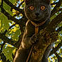 cat, gray_cat, feline, pet, amber_eyes, yellow_eyes, harness, leash, tree, branch, leaves, bark, nature, outdoors, portrait, closeup, whiskers, paws, sunlight, curious
