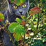 Aska participe au concours pour gagner de l'argent avec cette photo : autumn_leaves, bell, cat, chainlink_fence, close_up, curious, ears, garden, greenery, grey_cat, harness, ivy, leaves, nature, outdoor, pet, plant_stems, portrait, whiskers, yellow_eyes