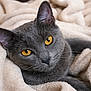 cat, gray_cat, yellow_eyes, feline, pet, close_up, portrait, blanket, cozy, indoor, whiskers, ears, short_fur, relaxed, looking_at_camera, bedding, soft_texture, cute, domestic_cat, face