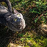 Aska a rejoint le concours — aidez-le/la à gagner de superbes lots ! cat, close_up, curious, ears, fur, grass, grey_cat, ground, leaf_litter, leash, looking_up, moss, nature, outdoor, portrait, shadow, sunlight, tail, whiskers, yellow_eyes