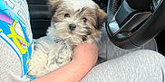 Beans joined the competition — help win amazing prizes! puppy, dog, person, car_interior, steering_wheel, plush_toy, hand, gray_clothing, seat, cute, pet, cuddling, small_dog, car_door, casual, close_up, indoor, comfort, furry, relaxed