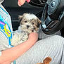 puppy, dog, person, car_interior, steering_wheel, plush_toy, hand, gray_clothing, seat, cute, pet, cuddling, small_dog, car_door, casual, close_up, indoor, comfort, furry, relaxed