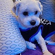 Beans joined the competition — help win amazing prizes! dog, white_dog, small_dog, pet, indoor, couch, pillow, blanket, fur, cute, resting, animal, canine, shirt, cozy, relaxed, home, furniture, companion, portrait