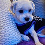 dog, white_dog, small_dog, pet, indoor, couch, pillow, blanket, fur, cute, resting, animal, canine, shirt, cozy, relaxed, home, furniture, companion, portrait