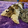 Beans is registered to the contest to win money with this photo: dog, bed, blanket, purple, furniture, indoor, relaxing, fur, pet, wooden_drawer, clothing, iron, stuffed_toy, cozy, resting, tail, paw, room, casual, home