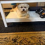 canine, carpet, cozy, curious, dog, domestic, fluffy, folded_clothes, furniture, household_items, indoor, living_room, pet, plastic_container, relaxed, resting, rug, shelving, table, white_dog
