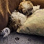 Beans joined the competition — help win amazing prizes! puppy, dog, sleeping, couch, pillow, blanket, fur, pet, cozy, resting, indoor, cute, small_dog, fluffy, curled_up, home, relaxing, animal, soft, comfort