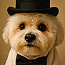 dog, fluffy, top_hat, bow_tie, portrait, cute, formal, pet, animal, white_fur, close_up, studio_lighting, adorable, groomed, fashion, vintage_style, expression, costume, indoor, soft_texture