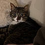 cat, tabby, pet, indoor, cozy, blanket, pillow, fur, whiskers, eyes, resting, closeup, mammal, animal, cute, domestic, feline, striped, relaxing, soft