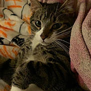 Milo is registered to the contest to win money with this photo: cat, tabby, pet, animal, feline, whiskers, paws, blanket, cozy, indoor, relaxed, fur, striped, cute, resting, soft, comfort, closeup, lying_down, domestic