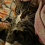 cat, tabby, pet, animal, feline, whiskers, paws, blanket, cozy, indoor, relaxed, fur, striped, cute, resting, soft, comfort, closeup, lying_down, domestic