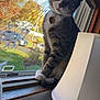 cat, tabby_cat, windowsill, indoor, lamp, bottle, collar, heart_shaped_tag, window_screen, autumn, trees, daylight, curious, pet, animal, household, feline, window, looking, side_view