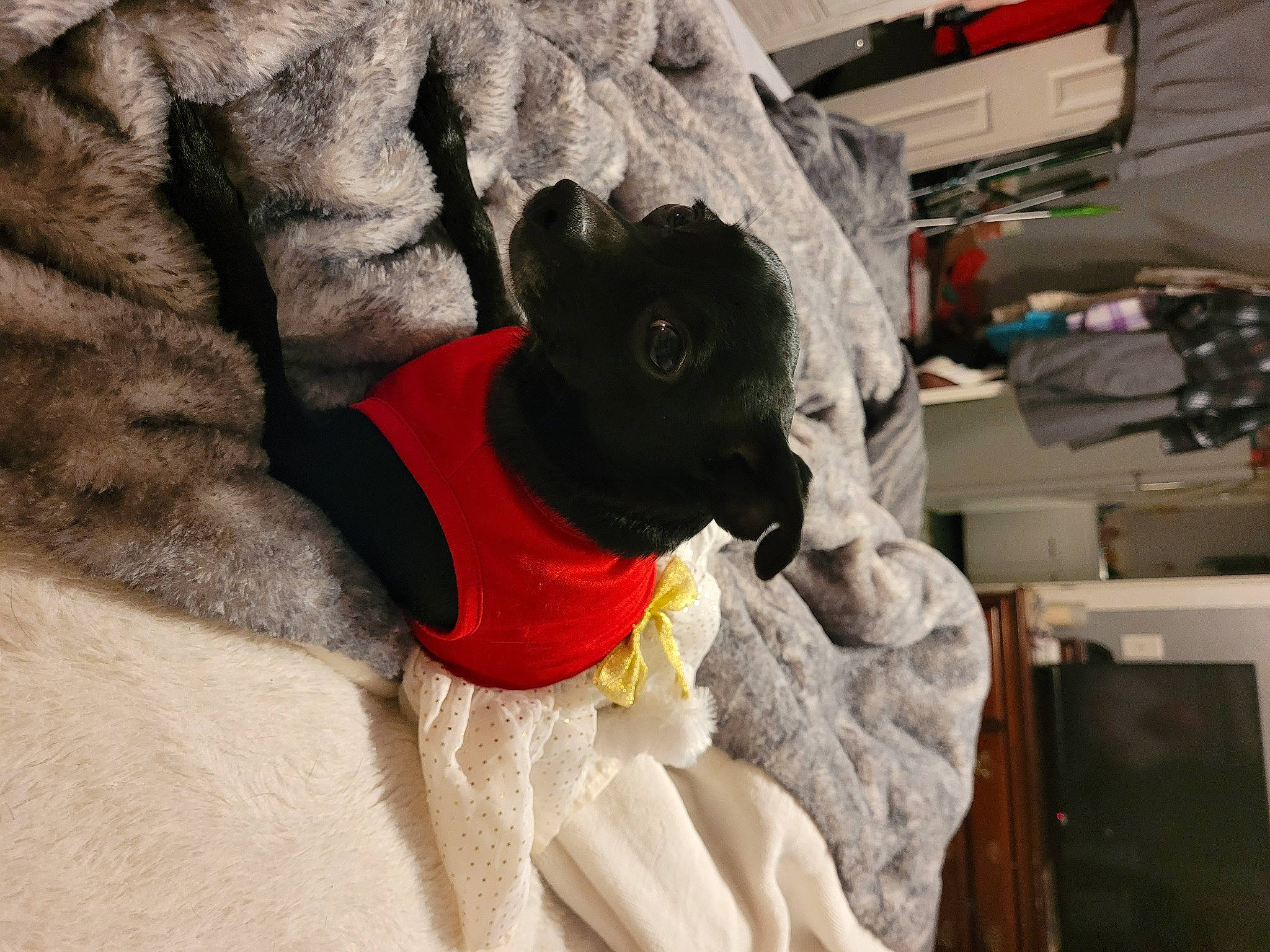 Girly joined the competition — help win amazing prizes! canidae, carmine, carnivore, comfort, companion_dog, couch, dog, dog_breed, dog_supply, fawn, felidae, fur, grey, linens, small_to_medium_sized_cats, snout, sporting_group, tail, whiskers, working_animal