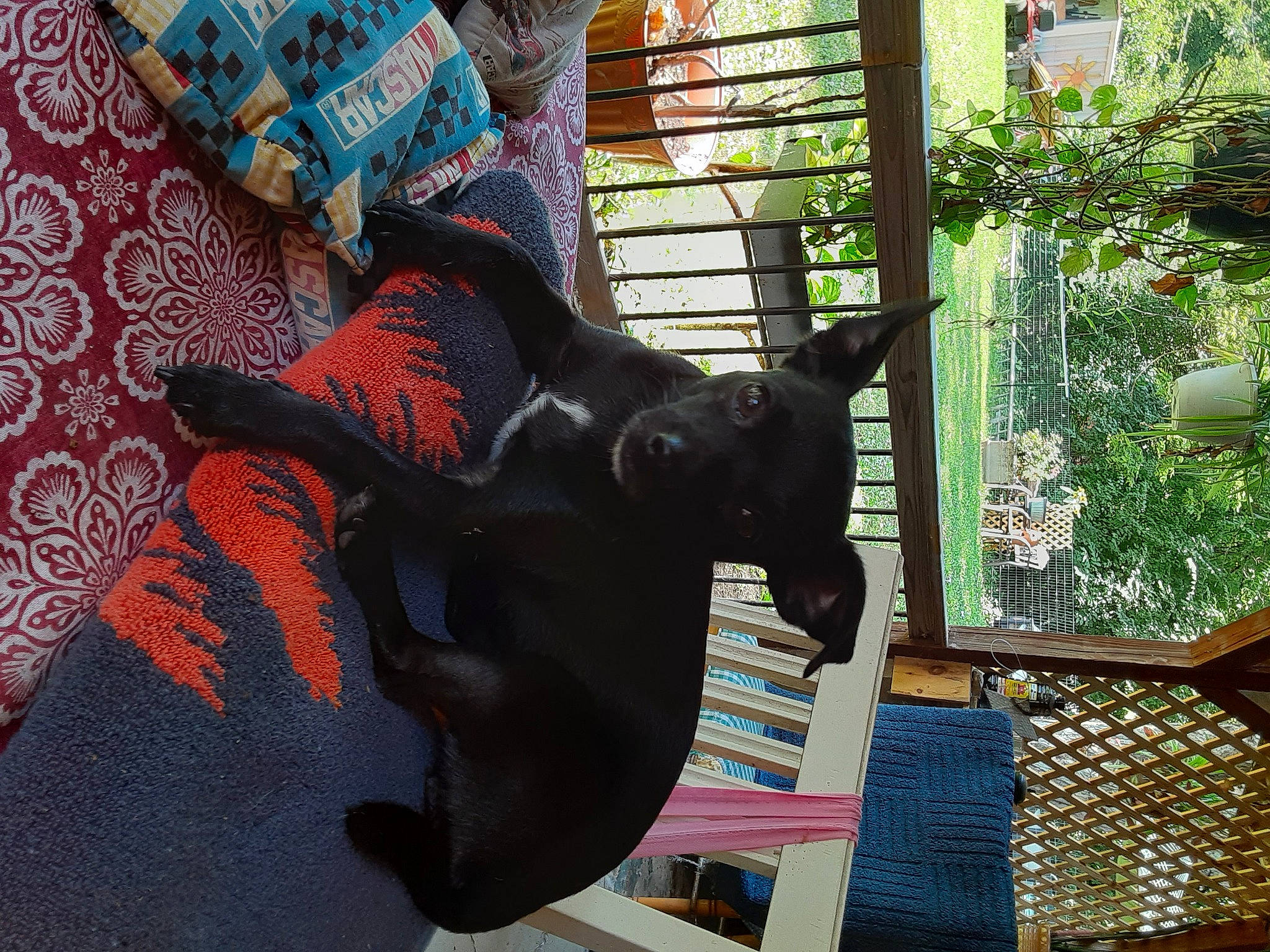 Girly is registered to the contest to win money with this photo: black_cat, canidae, carmine, carnivore, comfort, companion_dog, dog, dog_breed, fawn, felidae, plant, sculpture, small_to_medium_sized_cats, sporting_group, tail, terrestrial_animal, tints_and_shades, tree, window, working_animal